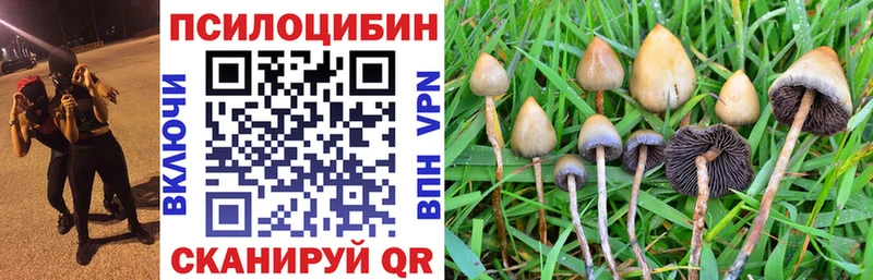Псилоцибиновые грибы прущие грибы  Куровское 